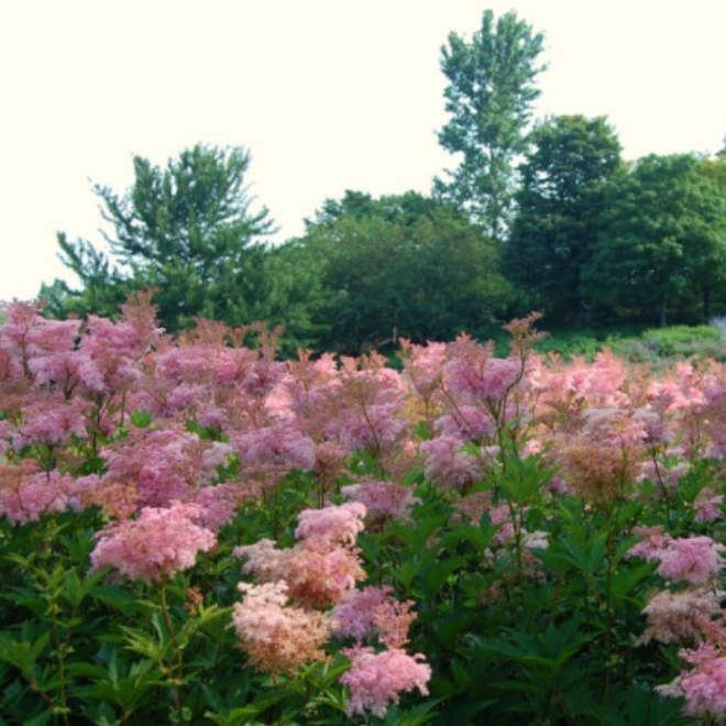 Vingiorykštė raudonoji (Filipendula rubra) 'Venusta' krūmas nereiklus tinka šlapiom vietom