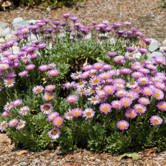 Šiušelė (Erigeron glaucus) 'Sea Breeze' nereiklus ilgai žydi traukia drugelius ir bites