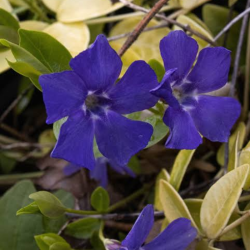 Žiemė mažoji (Vinca minor)