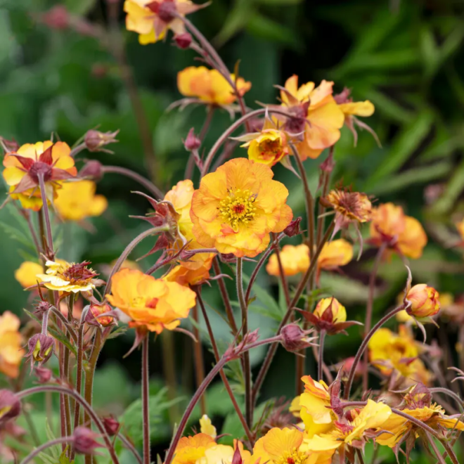 Žiognagė (Geum) 'Mango Lassi'