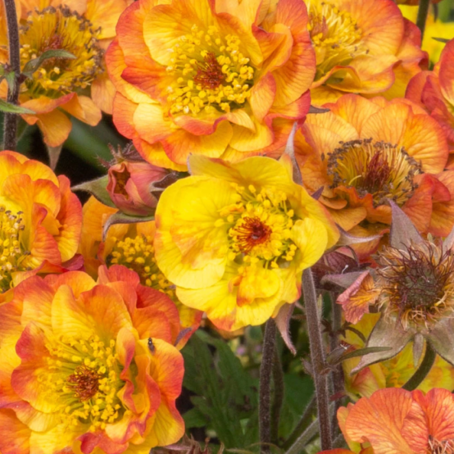 Žiognagė (Geum) 'Mango Lassi'