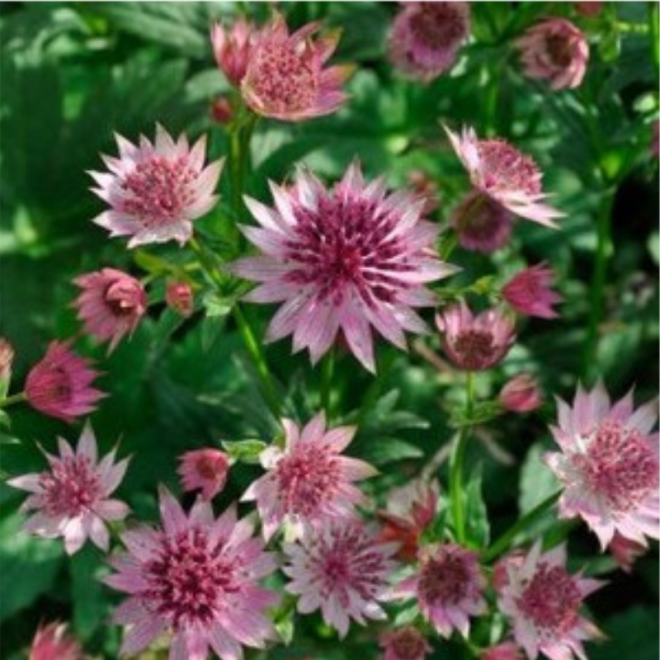 Astrancija (Astrantia major) 'Roma' daugiametė gėlė ilgai žydi