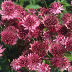 Astrancija (Astrantia major) 'Roma' daugiametė gėlė ilgai žydi