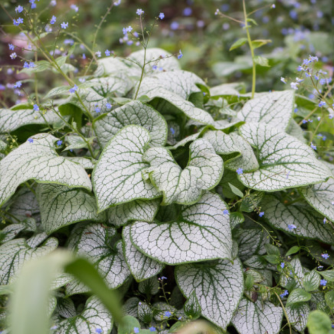 Brunera (Brunnera macrophylla) 'Silver Heart'