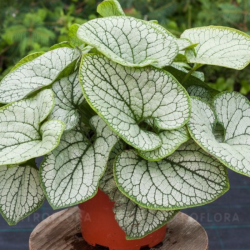 Brunera (Brunnera macrophylla) 'Silver Heart'