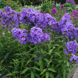 Flioksas šluotelinis (Phloxs paniculata) ' Blue Paradise'