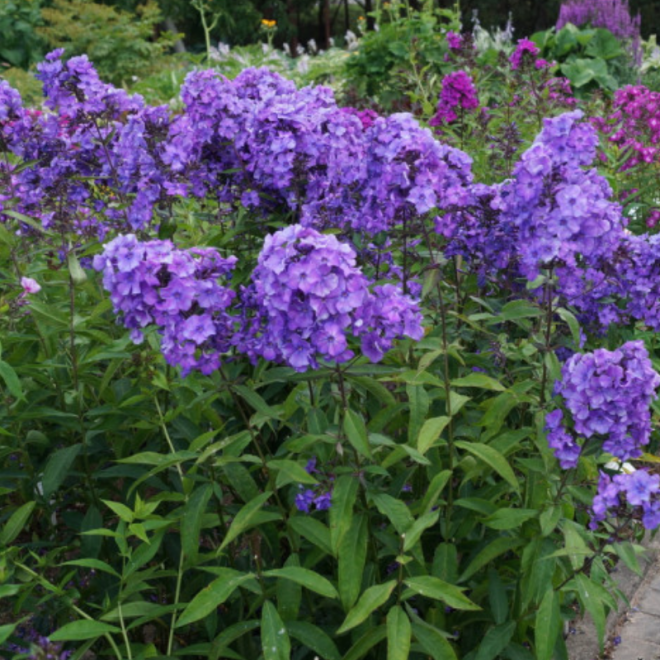 Flioksas šluotelinis (Phloxs paniculata) ' Blue Paradise'