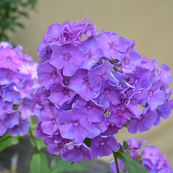 Flioksas šluotelinis (Phloxs paniculata) ' Blue Paradise'