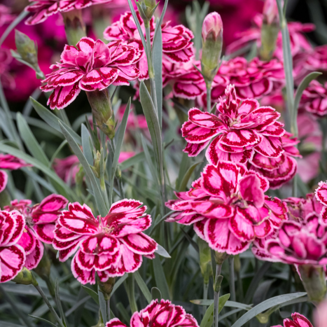 Gvazdikas (Dianthus hybrida) 'Strawberry Eyes'