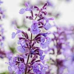Katžolė faseno (Nepeta x faassenii) 'Walker's Low'