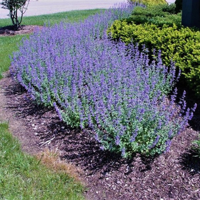 Katžolė faseno (Nepeta x faassenii) 'Walker's Low'