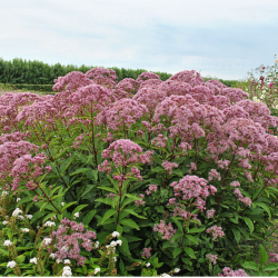 Kemeras (Eupatorium maculatum) 'Baby Joe'
