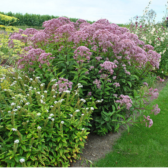 Kemeras (Eupatorium maculatum) 'Baby Joe'