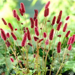 Kraujalakė (Sanguisorba) 'Red Sunset'