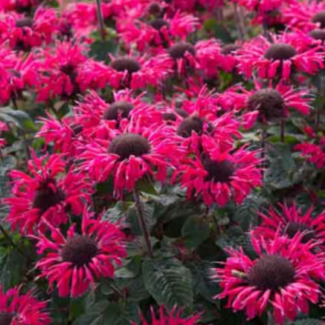 Monarda (Monarda ) 'Bee Happy'