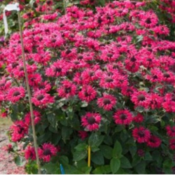 Monarda (Monarda ) 'Bee Happy'