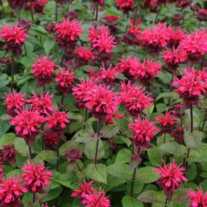 Monarda (Monarda ) 'Bee Happy'