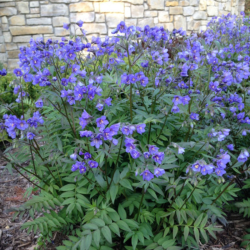 Palemonas mėlynasis (Polemonium caeruleum)