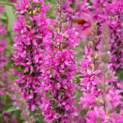 Raudoklė (Lythrum) 'Luminara Lilac'