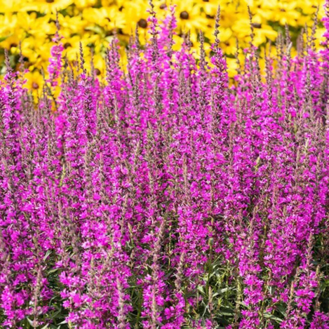 Raudoklė (Lythrum) 'Luminara Lilac'