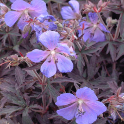 Snaputis pievinis  (Geranium pratense) 'Midnight Reiter'