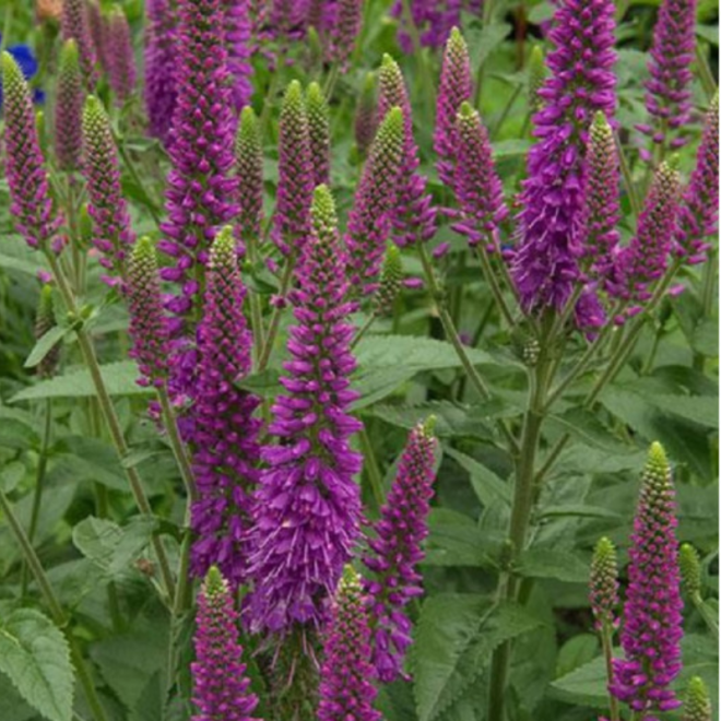 Veronika (Veronica spicata) 'First Match'