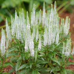 Veronika (Veronica spicata) 'Snow Candles'