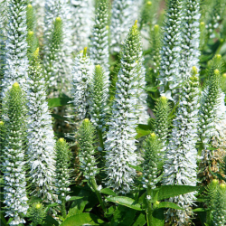 Veronika (Veronica spicata) 'Snow Candles'