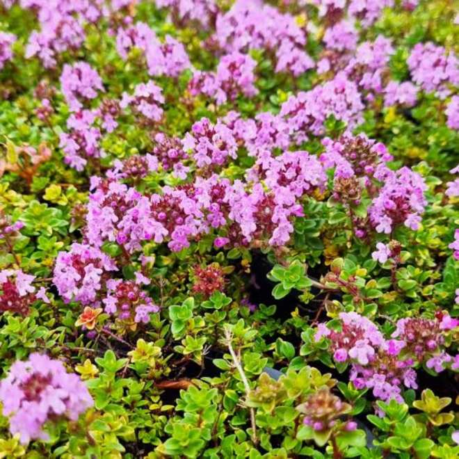 Čiobrelis  (Thymus) 'Doone Valley'