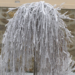 Blindė (Salix caprea) 'Pendula'
