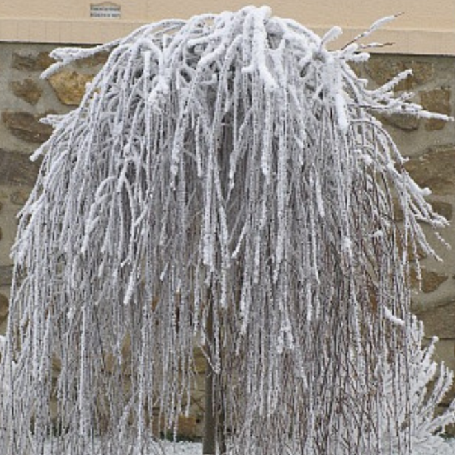 Blindė (Salix caprea) 'Pendula'