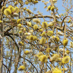 Blindė (Salix caprea) 'Pendula'