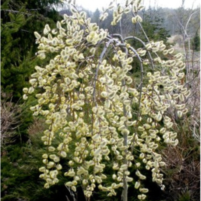 Blindė (Salix caprea) 'Pendula'
