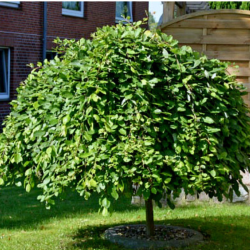 Blindė (Salix caprea) 'Pendula'