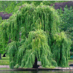 Gluosnis baltasis (salix alba) 'Tristis' medis sodinamas prie tvenkinių.