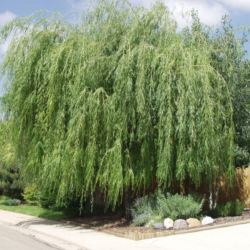 Gluosnis baltasis (salix alba) 'Tristis' medis sodinamas prie tvenkinių.