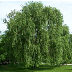 Gluosnis baltasis (salix alba) 'Tristis' medis sodinamas prie tvenkinių.