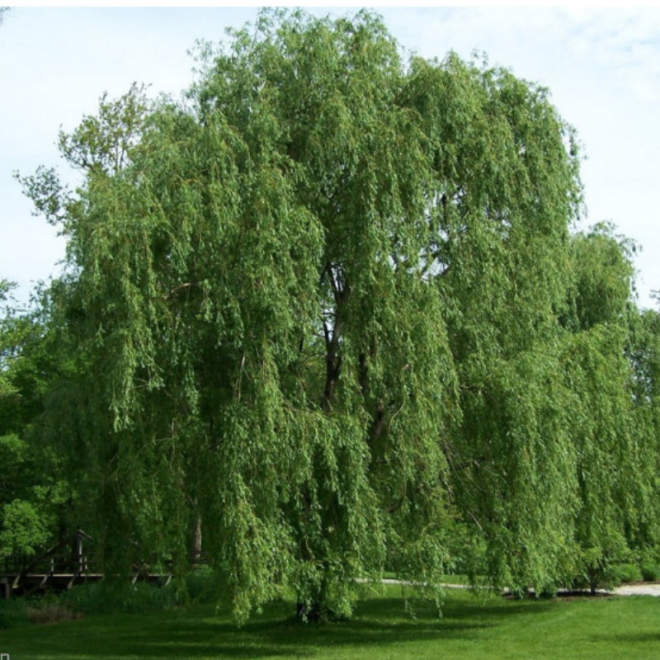 Gluosnis baltasis (salix alba) 'Tristis' medis sodinamas prie tvenkinių.