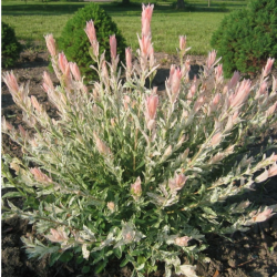 Karklas sveikalapis (Salix integra) 'Hakuro Nishiki'