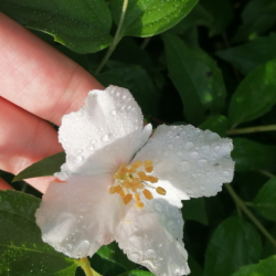 Jazminas (Philadelphus) 'Mont Blanc'