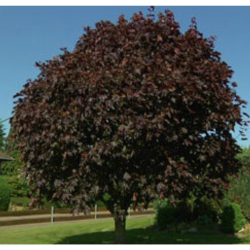 Klevas paprastasis (Acer platanoides) 'Faassen's Black'