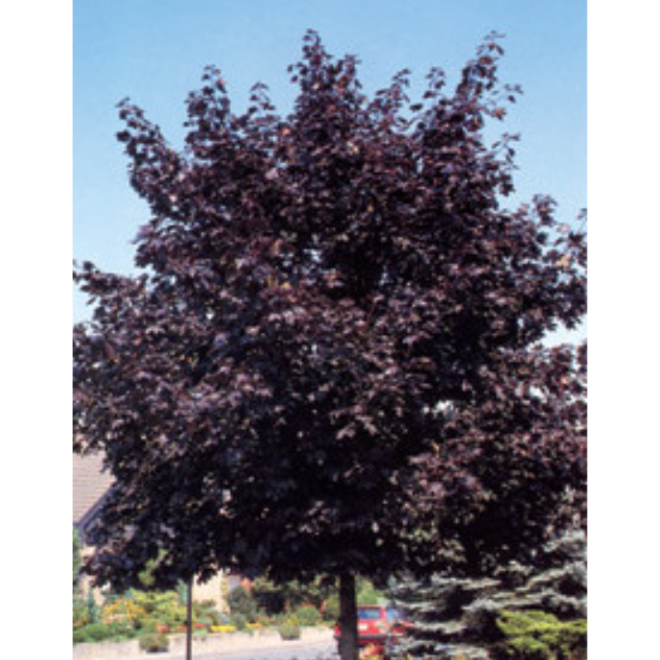 Klevas paprastasis (Acer platanoides) 'Faassen's Black'