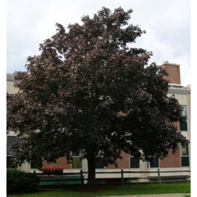 Klevas paprastasis (Acer platanoides) 'Faassen's Black'