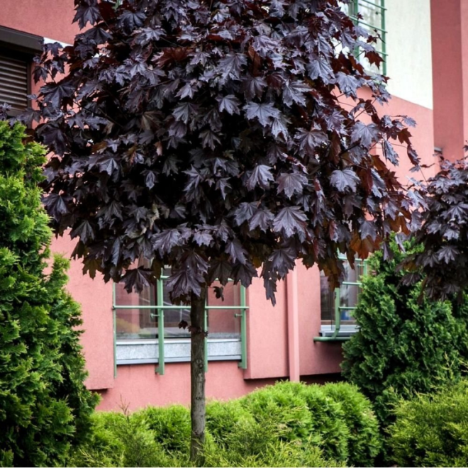 Klevas paprastasis (Acer platanoides) "Purple Globe"