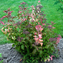 Lanksva japoninė (Spiraea japonica) 'Crispa'