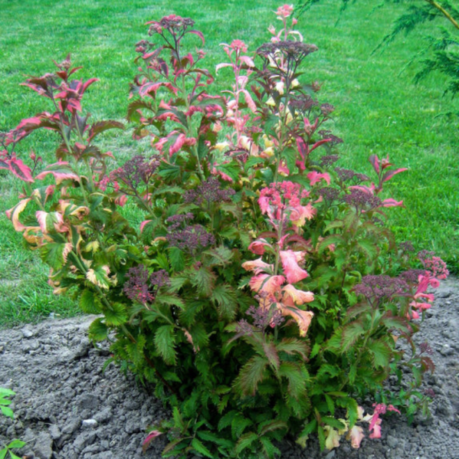 Lanksva japoninė (Spiraea japonica) 'Crispa'