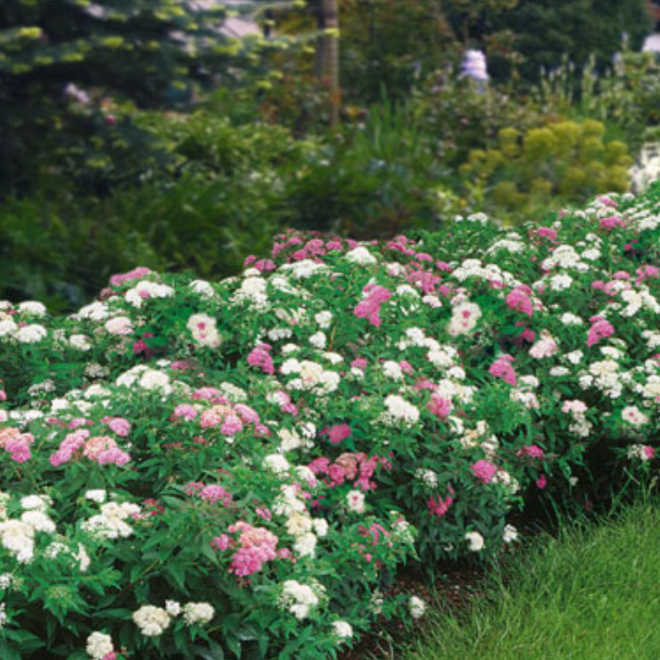 Lanksva japoninė (Spiraea japonica) 'Genpei' krūmas balti rožiniai žiedai.