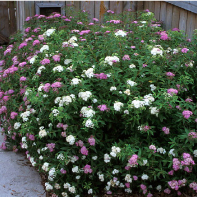 Lanksva japoninė (Spiraea japonica) 'Genpei' krūmas balti rožiniai žiedai.
