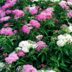 Lanksva japoninė (Spiraea japonica) 'Genpei' krūmas balti rožiniai žiedai.