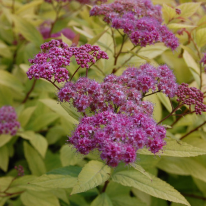 Lanksva japoninė (Spiraea japonica) 'Goldflame'